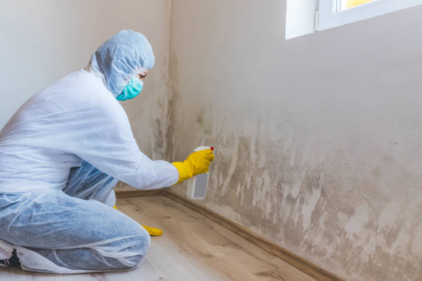 Licensed Mold Removal service in Ridgefield, NJ - Mold Remediation HQ
