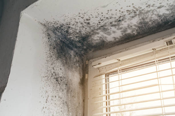 Affordable Mold Removal solutions in Ridgefield, NJ